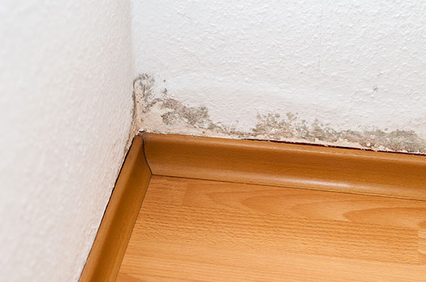 Foresight Mold Inspection